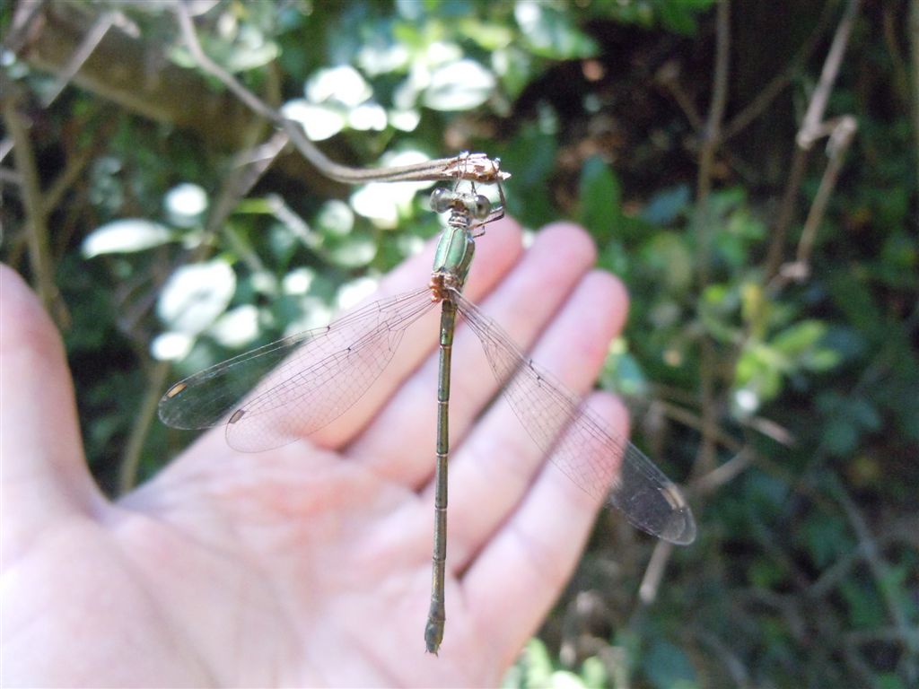 Chalcolestes parvidens:  m. (sicuro) & f. (forse)